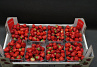 Aardbeien Elsanta