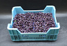 X Sakura Cress®