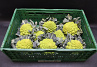 Bloemkool Romanesco 8st