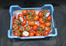 Tomaten Tros Tomabel Exclusief