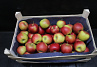 Appels Jonagold