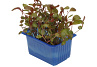 X Adji Cress