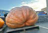 Pompoen Mega 616 kg.