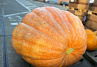 Pompoen Mega 616 kg.