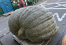 Pompoen Mega 590 kg