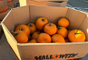 Pompoen Halloween 3/5 kg