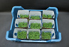X Rucola Cress Single
