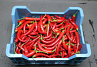 Peper Rood klasse II