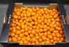 Tomaat Snoep Oranje