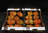 Tomaten Boeven 92+