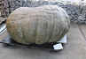 Pompoen Mega 361 kg.