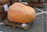 Pompoen Mega 231 kg.