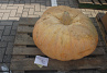 Pompoen Mega 100  kg.