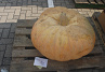 Pompoen Mega 100  kg.