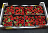 Aardbeien Evera