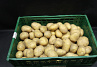 Aardappel Eerstellingen +50