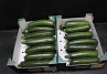 Courgette 14st Doos
