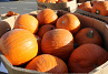 Pompoen Halloween 5/7 kg