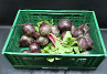 Bieten Bos Rood 6 st. GROF