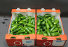 Peper Groen Jalapeno