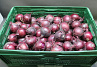 Uien Rood 80 +